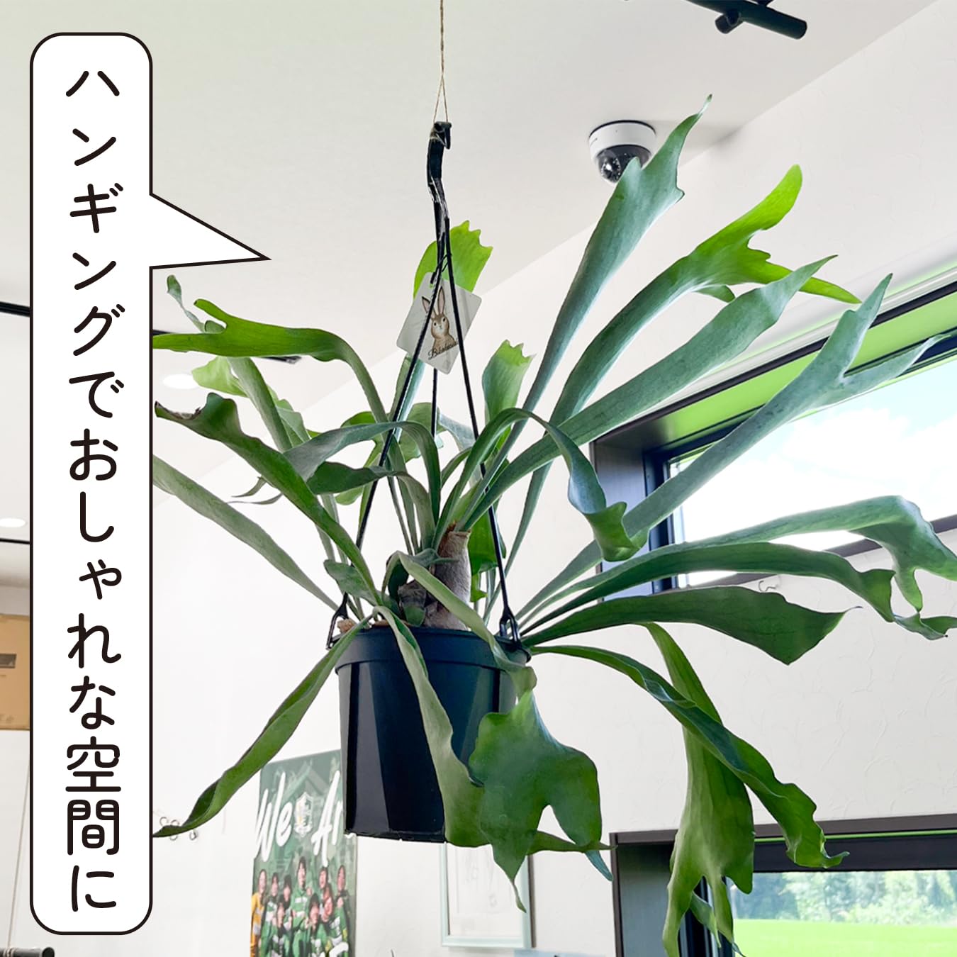 Amazon｜コウモリラン ビカクシダ 5号鉢 大きいサイズ 観葉植物